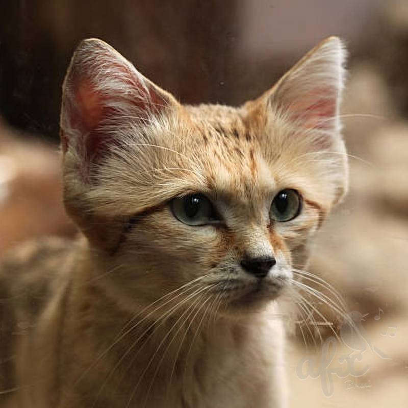 Скачать звуки барханного кота