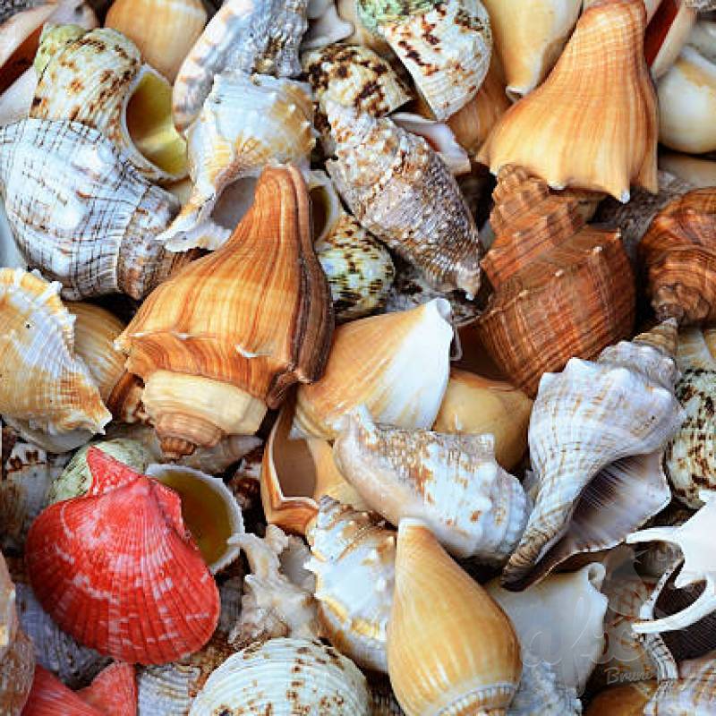 Скачать звуки морской раковины