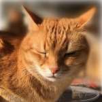 Звуки которые нравятся кошкам