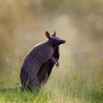 Броненосец
