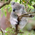 Коала