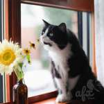 Коты