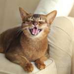 Мяуканье кошки