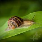 Улитка